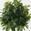 Artificial Tree Polyscias in PP pot GS-69423006_1 Artificial Tree 38*38*87cm Polyscias in PP pot GS-69423006 Tree&Plant YeahFlower is one of Chinese leading OEM manufacturers and exporters , supplying the silk flowers, wholesale artificial trees