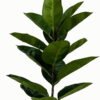 Artificial Tree 52*52*123cm Rubber tree in PP pot GS-46723003 Tree&Plant YeahFlower is one of Chinese leading OEM manufacturers and exporters , supplying the silk flowers, wholesale artificial trees