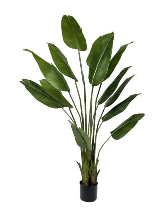 Artificial Tree 80*80*190cm Strelitziaceae *13 in PP pot/13 lvs GS-30423052 Tree&Plant YeahFlower is one of Chinese leading OEM manufacturers and exporters , supplying the silk flowers, wholesale artificial trees Artificial Tree 80*80*190cm Strelitziaceae *13 in PP pot/13 lvs GS-30423052 Tree&Plant YeahFlower is one of Chinese leading OEM manufacturers and exporters , supplying the silk flowers, wholesale artificial trees