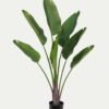 Artificial Tree Strelitziaceae in PP pot lvs 7 GS-59523020_8 Artificial Tree 84*23*135cm Strelitziaceae in PP pot/lvs 7 GS-59523020 Tree&Plant YeahFlower is one of Chinese leading OEM manufacturers and exporters , supplying the silk flowers, wholesale artificial trees