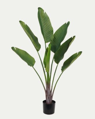 Artificial Tree 84*23*135cm Strelitziaceae in PP pot/lvs 7 GS-59523020 Tree&Plant YeahFlower is one of Chinese leading OEM manufacturers and exporters , supplying the silk flowers, wholesale artificial trees Artificial Tree 84*23*135cm Strelitziaceae in PP pot/lvs 7 GS-59523020 Tree&Plant YeahFlower is one of Chinese leading OEM manufacturers and exporters , supplying the silk flowers, wholesale artificial trees
