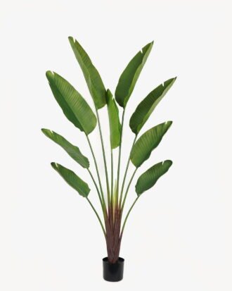 Artificial Tree 80*23*180cm Strelitziaceae in PP pot/lvs 9 GS-59523018 Tree&Plant YeahFlower is one of Chinese leading OEM manufacturers and exporters , supplying the silk flowers, wholesale artificial trees Artificial Tree 80*23*180cm Strelitziaceae in PP pot/lvs 9 GS-59523018 Tree&Plant YeahFlower is one of Chinese leading OEM manufacturers and exporters , supplying the silk flowers, wholesale artificial trees