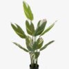 Artificial Tree 70*70*118cm Tree in PP pot/12 lvs GS-66423017 Tree&Plant YeahFlower is one of Chinese leading OEM manufacturers and exporters , supplying the silk flowers, wholesale artificial trees