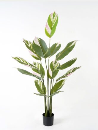 Artificial Tree 70*70*90cm Arrowroot in PP pot/9 lvs GS-66423015 Tree&Plant 3,000+ sqm showroom with thousands of artificial flowers, plants & trees ready for global sourcing.