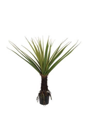 Artificial Tree 67cm Sansevieria *6 in PP pot GS-59523046 Tree&Plant 3,000+ sqm showroom with thousands of artificial flowers, plants & trees ready for global sourcing.