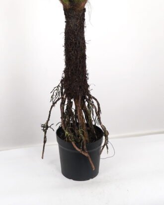 Artificial Tree 150*150*162cm Tree in PP pot GS-59523040 Tree&Plant YeahFlower is one of Chinese leading OEM manufacturers and exporters , supplying the silk flowers, wholesale artificial trees Artificial Tree 150*150*162cm Tree in PP pot GS-59523040 Tree&Plant YeahFlower is one of Chinese leading OEM manufacturers and exporters , supplying the silk flowers, wholesale artificial trees