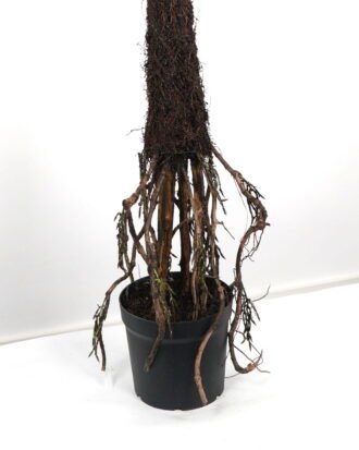 Artificial Tree 130*130*196cm Tree in PP pot GS-59523041 Tree&Plant YeahFlower is one of Chinese leading OEM manufacturers and exporters , supplying the silk flowers, wholesale artificial trees Artificial Tree 130*130*196cm Tree in PP pot GS-59523041 Tree&Plant YeahFlower is one of Chinese leading OEM manufacturers and exporters , supplying the silk flowers, wholesale artificial trees