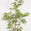 Artificial Tree 85*85*188cm Tree in PP pot GS-61923021KD Tree&Plant YeahFlower is one of Chinese leading OEM manufacturers and exporters , supplying the silk flowers, wholesale artificial trees