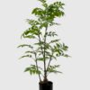 Artificial Tree 50*50*110cm Tree in PP pot GS-61923025 Tree&Plant YeahFlower is one of Chinese leading OEM manufacturers and exporters , supplying the silk flowers, wholesale artificial trees