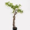 Artificial Tree 70*50*130cm Tree in PP pot GS-61923028 Tree&Plant YeahFlower is one of Chinese leading OEM manufacturers and exporters , supplying the silk flowers, wholesale artificial trees