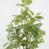 Artificial Tree 70*70*182cm Tree in PP pot GS-61923030 Tree&Plant YeahFlower is one of Chinese leading OEM manufacturers and exporters , supplying the silk flowers, wholesale artificial trees