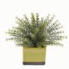 Artificial plant in Ceramic pot GS-59123019_6 Artificial Table Plants 21*21*20cm Artificial plant in Ceramic pot GS-59123019 Potted Flowers&Plants YeahFlower is one of Chinese leading OEM manufacturers and exporters , supplying the silk flowers, wholesale artificial trees