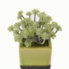 Artificial plant in Ceramic pot GS-59123024_6 Artificial Table Plants 15*15*17cm Artificial plant in Ceramic pot GS-59123024 Potted Flowers&Plants YeahFlower is one of Chinese leading OEM manufacturers and exporters , supplying the silk flowers, wholesale artificial trees