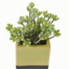 Artificial plant in Ceramic pot GS-59123024_8 Artificial Table Plants 15*15*17cm Artificial plant in Ceramic pot GS-59123024 Potted Flowers&Plants YeahFlower is one of Chinese leading OEM manufacturers and exporters , supplying the silk flowers, wholesale artificial trees