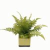Artificial Table Plants 30*30*28cm Artificial plant in Ceramic pot GS-59123026 Potted Flowers&Plants YeahFlower is one of Chinese leading OEM manufacturers and exporters , supplying the silk flowers, wholesale artificial trees