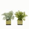 Artificial Table Plants 24*24*26cm Artificial plant in Ceramic pot GS-59123029 Potted Flowers&Plants YeahFlower is one of Chinese leading OEM manufacturers and exporters , supplying the silk flowers, wholesale artificial trees