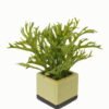 Artificial Table Plants 24*24*26cm Artificial plant in Ceramic pot GS-59123029 Potted Flowers&Plants YeahFlower is one of Chinese leading OEM manufacturers and exporters , supplying the silk flowers, wholesale artificial trees