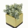 Artificial plant in Ceramic pot GS-59123031_1 Artificial Table Plants 16*16*17cm Artificial plant in Ceramic pot GS-59123031 Potted Flowers&Plants YeahFlower is one of Chinese leading OEM manufacturers and exporters , supplying the silk flowers, wholesale artificial trees