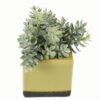 Artificial plant in Ceramic pot GS-59123031_5 Artificial Table Plants 16*16*17cm Artificial plant in Ceramic pot GS-59123031 Potted Flowers&Plants YeahFlower is one of Chinese leading OEM manufacturers and exporters , supplying the silk flowers, wholesale artificial trees