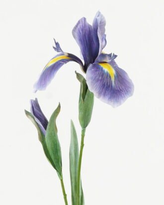 Artificial Flower 13*13*68cm Alice flower *2 single stem GS-39123003-B1 Single Flowers YeahFlower is one of Chinese leading OEM manufacturers and exporters , supplying the silk flowers, wholesale artificial trees