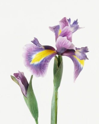 Artificial Flower 13*13*68cm Alice flower *2 single stem GS-39123003-Z3 Single Flowers YeahFlower is one of Chinese leading OEM manufacturers and exporters , supplying the silk flowers, wholesale artificial trees