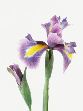 Artificial Flower 20*20*80cm Flowers *2 single stem GS-39123004 Single Flowers 3,000+ sqm showroom with thousands of artificial flowers, plants & trees ready for global sourcing.
