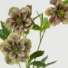 Artificial Flower 23*23*62cm Christmas Rose single stem GS-39123009 Single Flowers YeahFlower is one of Chinese leading OEM manufacturers and exporters , supplying the silk flowers, wholesale artificial trees