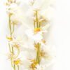 Artificial Flower 16*16*89cm Dancing Lady Orchid single stem GS-64923013CONTI-W1 Single Flowers YeahFlower is one of Chinese leading OEM manufacturers and exporters , supplying the silk flowers, wholesale artificial trees