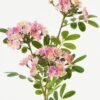 Artificial Flower  GS-15423034CONTI Single Flowers YeahFlower is one of Chinese leading OEM manufacturers and exporters , supplying the silk flowers, wholesale artificial trees