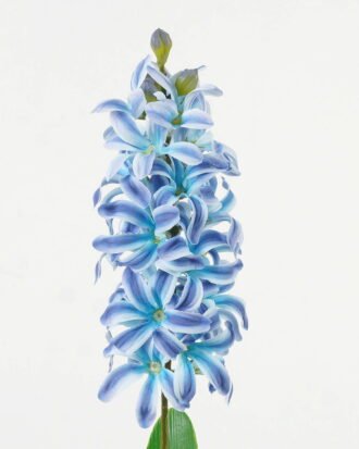 Artificial Flower GS-15423045CONTI Flowers Bush YeahFlower is one of Chinese leading OEM manufacturers and exporters , supplying the silk flowers, wholesale artificial trees Artificial Flower GS-15423045CONTI Flowers Bush YeahFlower is one of Chinese leading OEM manufacturers and exporters , supplying the silk flowers, wholesale artificial trees