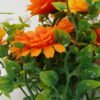 Artificial Flower Gerbera 7 bush GS-36623018CONTI_2 Artificial Flower 22*22*29cm Gerbera *7 bush GS-36623018CONTI Flowers Bush YeahFlower is one of Chinese leading OEM manufacturers and exporters , supplying the silk flowers, wholesale artificial trees