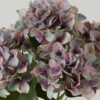 Artificial Flower Hydrangea bush GS-64923015CONTI-Z5_1 Artificial Flower 30*30*50cm Hydrangea bush GS-64923015CONTI-Z5 Flowers Bush YeahFlower is one of Chinese leading OEM manufacturers and exporters , supplying the silk flowers, wholesale artificial trees