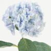 Artificial Flower Hydrangea single stem 4 lvs GS-15423018CONTI-UV-B2_6 Artificial Flower 21*21*64cm Hydrangea single stem /4 lvs GS-15423018CONTI-UV-B2 Single Flowers YeahFlower is one of Chinese leading OEM manufacturers and exporters , supplying the silk flowers, wholesale artificial trees