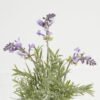 Artificial Flower Lavender in cement pot GS-03323081_4 Artificial Flower 18*18*30cm Lavender in cement pot GS-03323081 Potted Flowers&Plants YeahFlower is one of Chinese leading OEM manufacturers and exporters , supplying the silk flowers, wholesale artificial trees