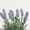 Artificial Flower Lavender in cement pot GS-03323083_9 Artificial Flower 21*19*23cm Lavender in cement pot GS-03323083 Potted Flowers&Plants YeahFlower is one of Chinese leading OEM manufacturers and exporters , supplying the silk flowers, wholesale artificial trees