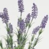Artificial Flower 25*25*41cm Lavender in ceramic pot GS-03323060 Potted Flowers&Plants YeahFlower is one of Chinese leading OEM manufacturers and exporters , supplying the silk flowers, wholesale artificial trees