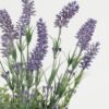 Artificial Flower Lavender in ceramic pot GS-03323061_5 Artificial Flower 23*23*42cm Lavender in ceramic pot GS-03323061 Potted Flowers&Plants YeahFlower is one of Chinese leading OEM manufacturers and exporters , supplying the silk flowers, wholesale artificial trees