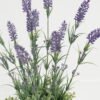Artificial Flower Lavender in ceramic pot GS-03323065_6 Artificial Flower 29*29*51cm Lavender in ceramic pot GS-03323065 Potted Flowers&Plants YeahFlower is one of Chinese leading OEM manufacturers and exporters , supplying the silk flowers, wholesale artificial trees