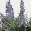 Artificial Flower Lavender in wooden pot GS-03323087_3 Artificial Flower 19*7.5*23.5cm Lavender in wooden pot GS-03323087 Potted Flowers&Plants YeahFlower is one of Chinese leading OEM manufacturers and exporters , supplying the silk flowers, wholesale artificial trees