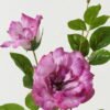 Artificial Flower Rose 2 single stem GS-39123016CONTI-Z1_1 Artificial Flower 23*23*80cm Rose *2 single stem GS-39123016CONTI-Z1 Single Flowers YeahFlower is one of Chinese leading OEM manufacturers and exporters , supplying the silk flowers, wholesale artificial trees