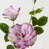 Artificial Flower Rose 2 single stem GS-39123016CONTI-Z2_1 Artificial Flower 23*23*80cm Rose *2 single stem GS-39123016CONTI-Z2 Single Flowers YeahFlower is one of Chinese leading OEM manufacturers and exporters , supplying the silk flowers, wholesale artificial trees