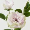 Artificial Flower Rose 2 single stem GS-39123016CONTI_3 Artificial Flower 23*23*80cm Rose *2 single stem GS-39123016CONTI Single Flowers YeahFlower is one of Chinese leading OEM manufacturers and exporters , supplying the silk flowers, wholesale artificial trees