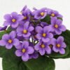 Artificial Flower 20*20*20cm Violet single stem GS-70123048CONTI-Z2 Potted Flowers&Plants YeahFlower is one of Chinese leading OEM manufacturers and exporters , supplying the silk flowers, wholesale artificial trees