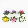 Artificial Flower 20*20*20cm Violet single stem GS-70123048CONTI Potted Flowers&Plants YeahFlower is one of Chinese leading OEM manufacturers and exporters , supplying the silk flowers, wholesale artificial trees