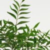 Artificial Plant 108cm Leaf single stem GVC-23-2992_3 Artificial Plant 108cm Leaf single stem GVC-23-2992 Leaves&Sprays&Foliages YeahFlower is one of Chinese leading OEM manufacturers and exporters , supplying the silk flowers, wholesale artificial trees