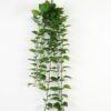 Artificial Plant 40*115cm Epipremnum Aureum *12 hanging/lvs 177 GS-30423044 Banners&Garlands YeahFlower is one of Chinese leading OEM manufacturers and exporters , supplying the silk flowers, wholesale artificial trees