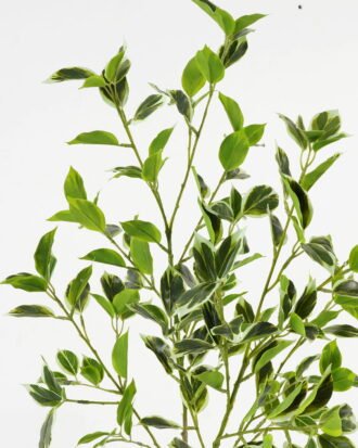 Artificial Plant 26*26*110cm Ficus leaf *4 single stem GS-48323004CONTI Leaves&Sprays&Foliages YeahFlower is one of Chinese leading OEM manufacturers and exporters , supplying the silk flowers, wholesale artificial trees Artificial Plant 26*26*110cm Ficus leaf *4 single stem GS-48323004CONTI Leaves&Sprays&Foliages YeahFlower is one of Chinese leading OEM manufacturers and exporters , supplying the silk flowers, wholesale artificial trees