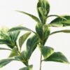 Artificial Plant  GS-15423042CONTI-G2 Leaves&Sprays&Foliages YeahFlower is one of Chinese leading OEM manufacturers and exporters , supplying the silk flowers, wholesale artificial trees