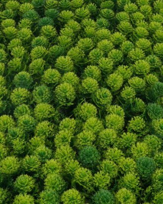 Artificial Plant 62*44*8cm Grass mat GS-36623007CONTI Leaves&Sprays&Foliages YeahFlower is one of Chinese leading OEM manufacturers and exporters , supplying the silk flowers, wholesale artificial trees Artificial Plant 62*44*8cm Grass mat GS-36623007CONTI Leaves&Sprays&Foliages YeahFlower is one of Chinese leading OEM manufacturers and exporters , supplying the silk flowers, wholesale artificial trees