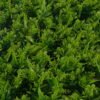 Artificial Plant Grass mat GS-36623010CONTI_1 Artificial Plant 61*43*9cm Grass mat GS-36623010CONTI Leaves&Sprays&Foliages YeahFlower is one of Chinese leading OEM manufacturers and exporters , supplying the silk flowers, wholesale artificial trees